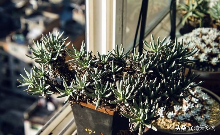 多肉仙女杯繁殖,多肉仙女杯如何快速服盆