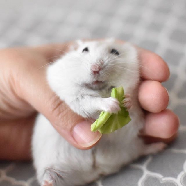 仓鼠都喜欢越狱吗,仓鼠喜欢越狱怎么办