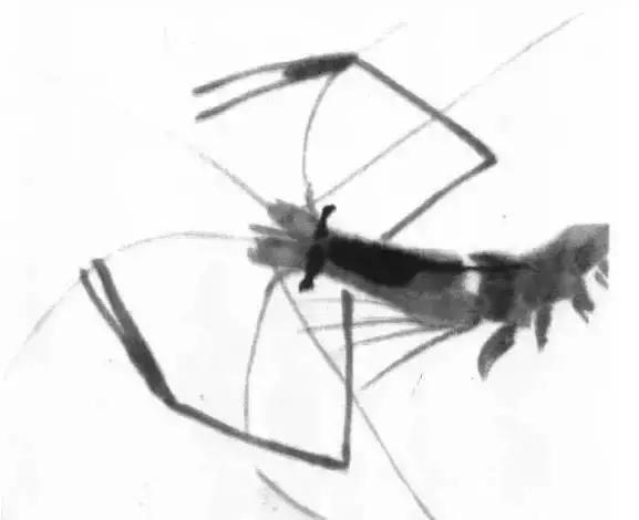 齐白石群虾的绘画手法,齐白石群虾用铅笔怎么画