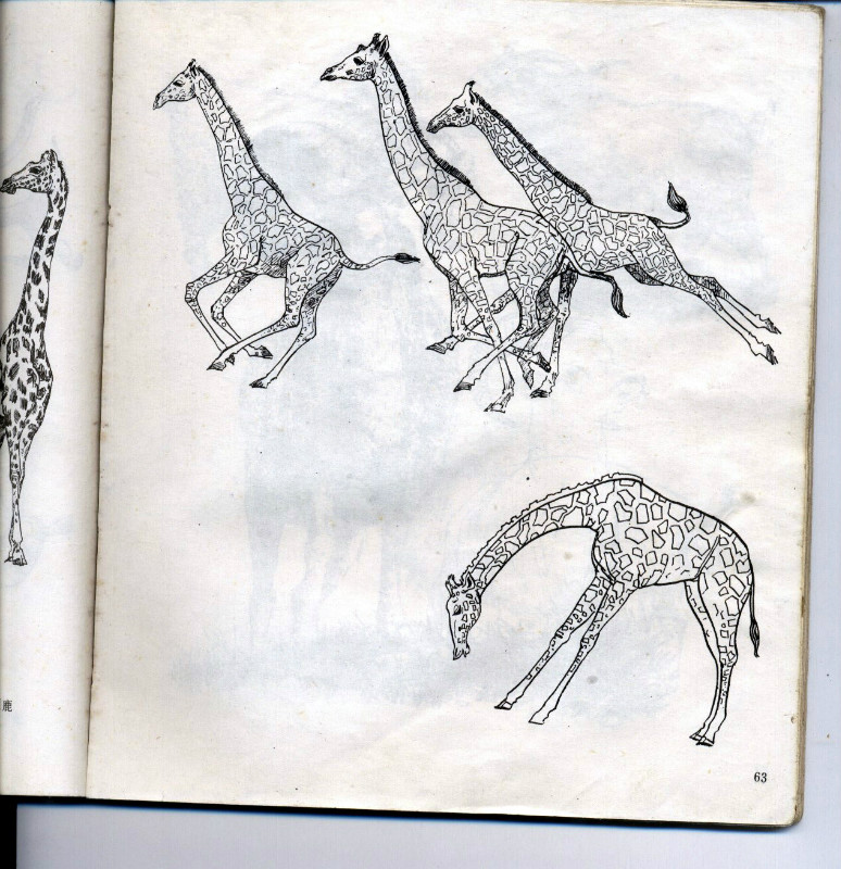 一百幅动物素描,近百幅动物画
