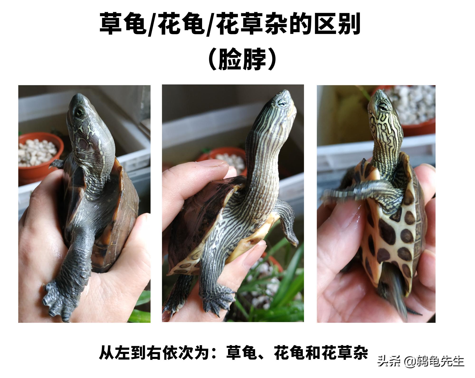 花草杂龟和花龟的区别,乌龟品种大全地图龟和草龟
