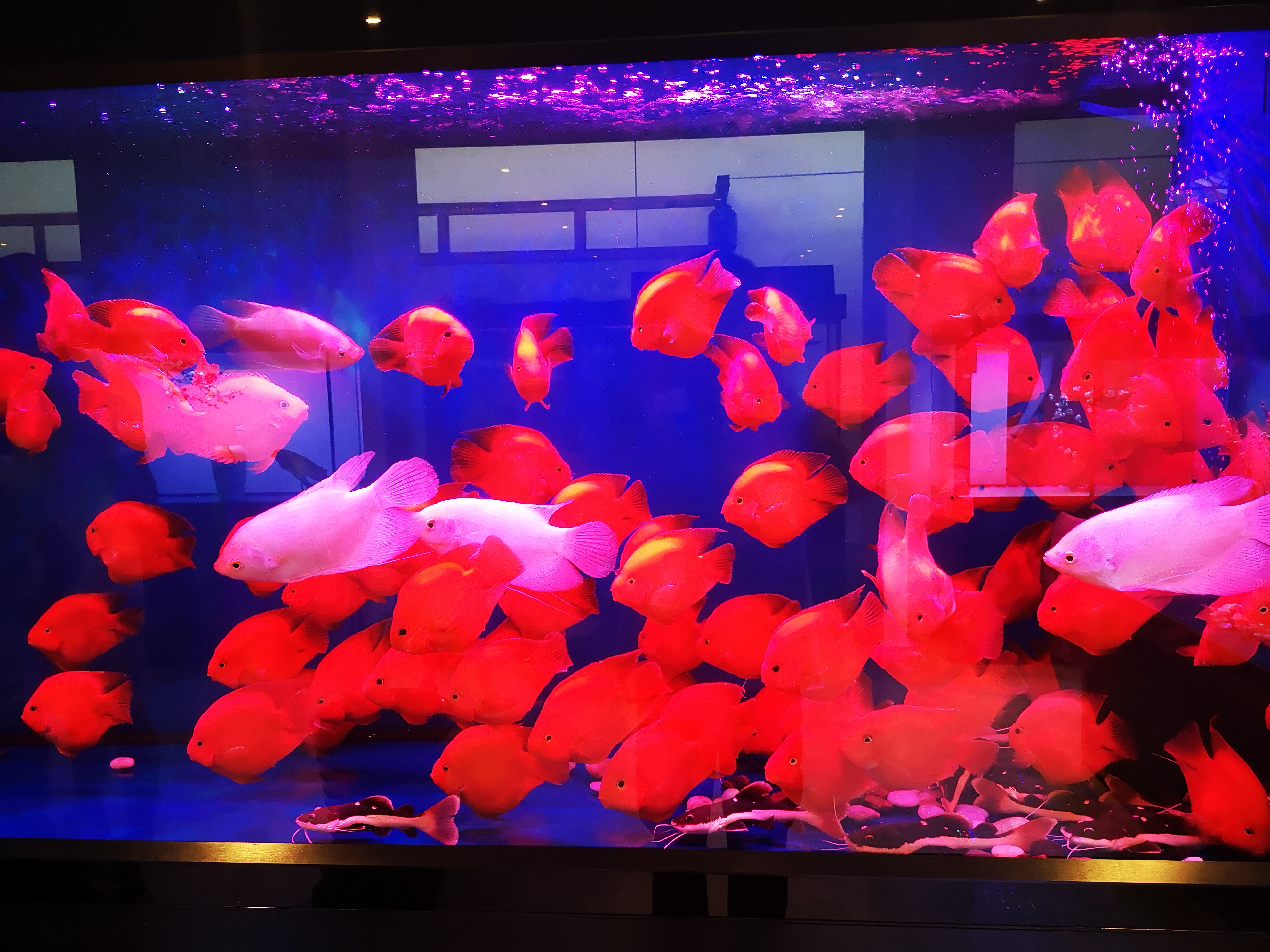 网上购买观赏鱼的注意事项,观赏鱼怎么买最省钱的方法