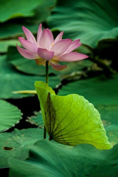 荷叶田田垂柳依依,荷叶田田杨柳依依