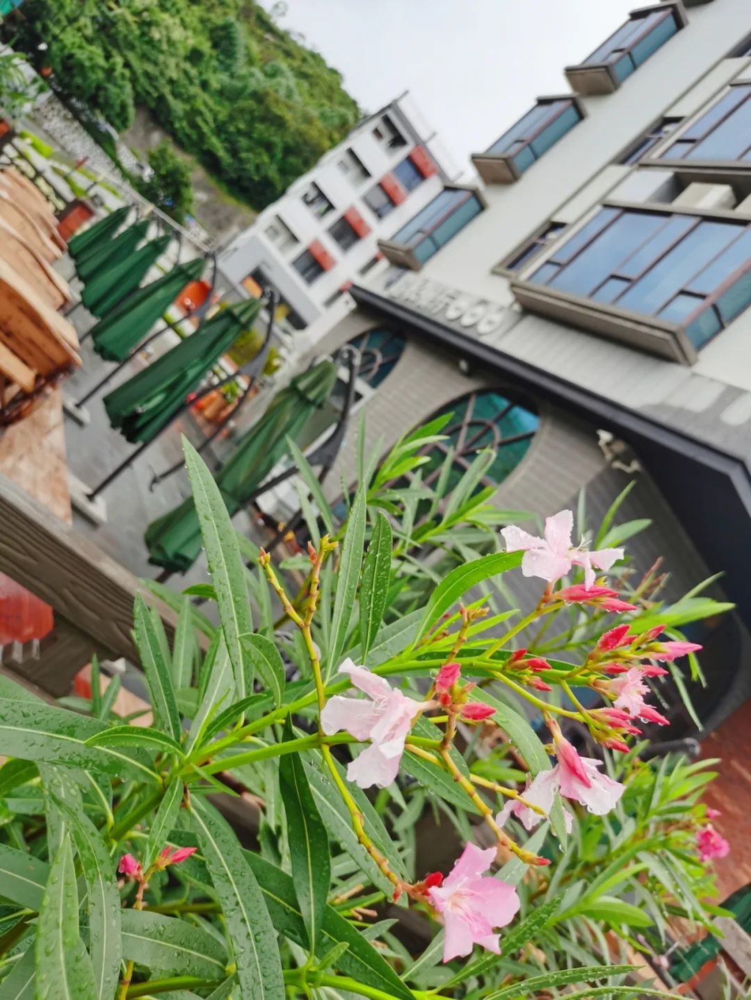 横琴奏一曲：瑜家的温馨丨初夏.珠海后花园畅游记