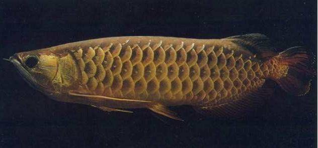 龙鱼10公分怎么分辨高背和过背,龙鱼过背和高背头部可以区分吗