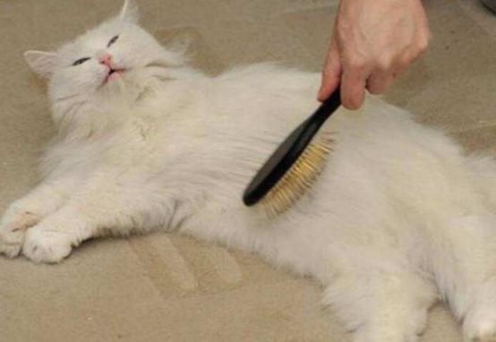 月亮睡了你不睡，你是秃头小宝贝！为啥猫咪每天熬夜没见秃头呢？