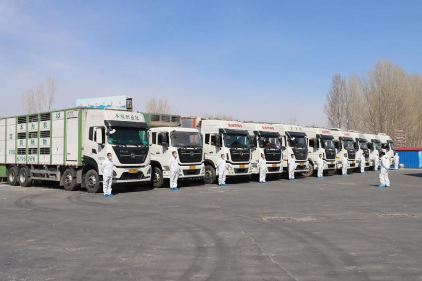 强强联姻!3600头家育系*猪种**落户重庆正大,为猪业复产添动力