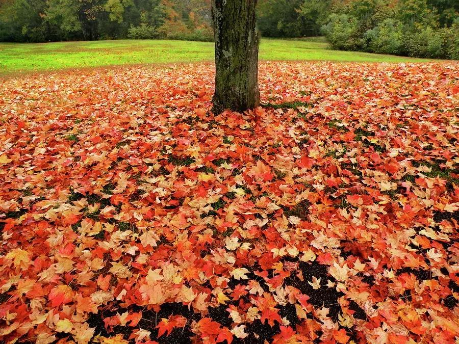为什么富人都宜居在温哥华,为什么温哥华纬度高却不冷