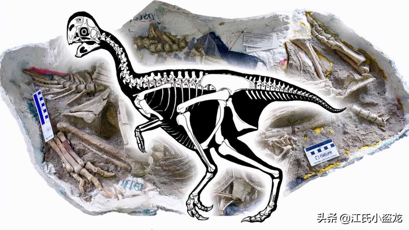 古生物学家发现恐龙新物种,古生物专家介绍侏罗纪