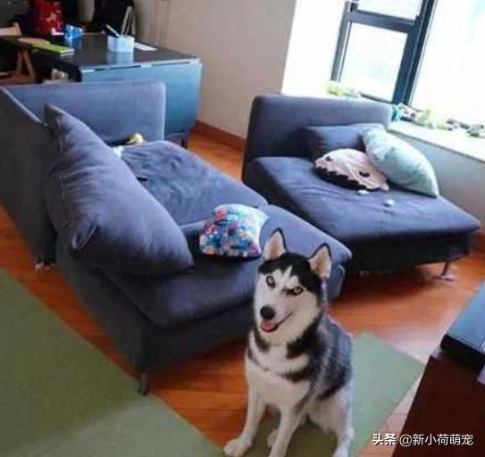 花500块买纯种哈士奇，对方却多送个平底锅？第二天才知道原因