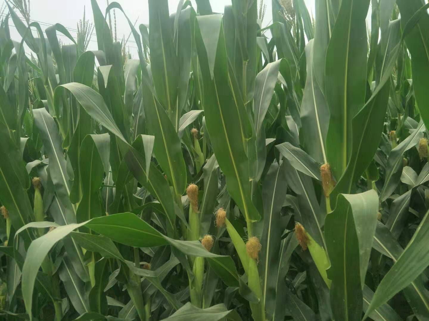 玉米苗长的又粗又矮，还不长玉米粒，这是玉米得了粗缩病