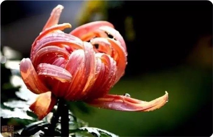 菊花100幅欣赏,菊花的十大绝美诗句