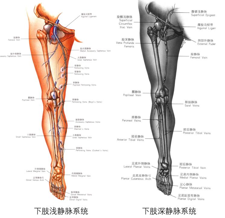 血管科普系列（一）下肢肿胀—令人忽视的血管-淋巴管因素！