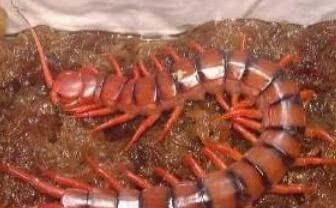 世界上毒性最强的五条蜈蚣,最常见的蜈蚣有几种