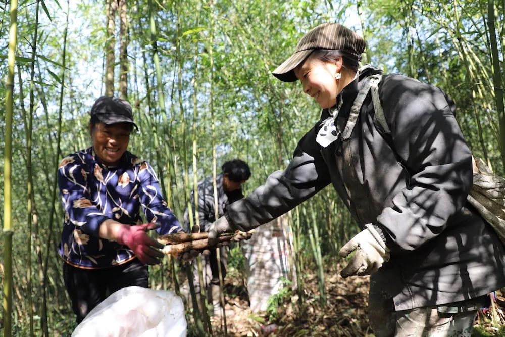 春笋人间四月天,人间四月天吃春笋