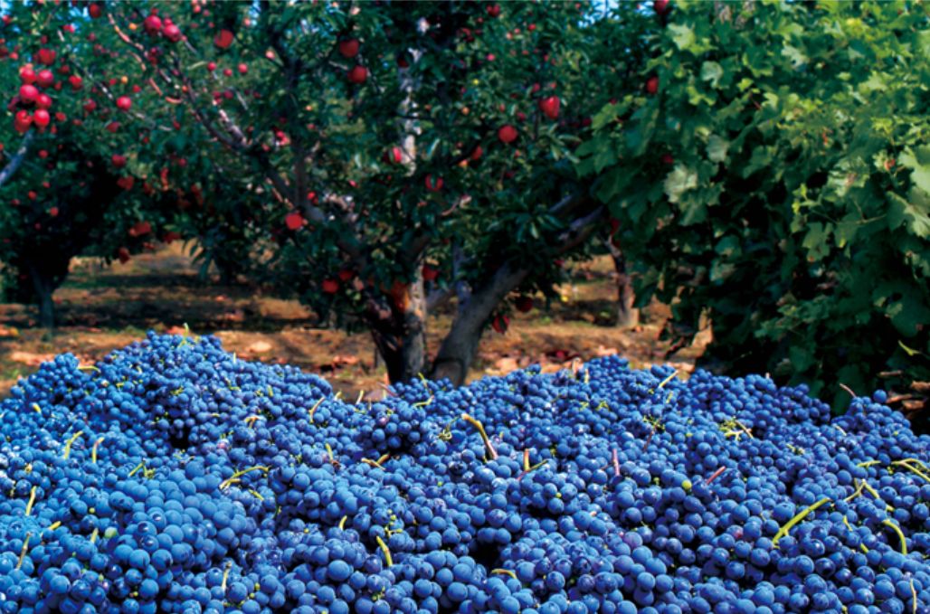 1300棵葡萄树被砍,砍掉1500亩葡萄树后利润