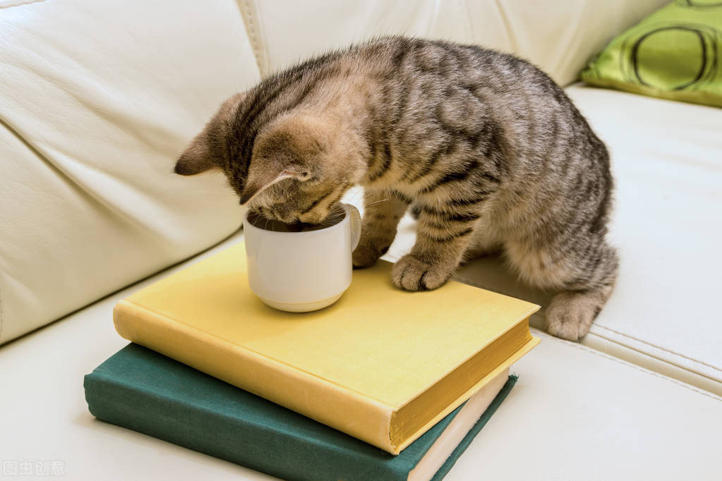 家里有人养猫嫌脏怎么办,家里养猫异味怎么去除