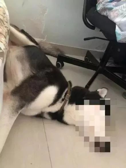 憨批二哈咬伤自己小丁丁，害得主人拍照求助还得打码