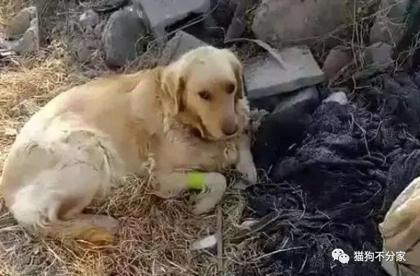 经常打狗狗会乱拉屎吗,经常打狗狗会导致肠胃不好吗