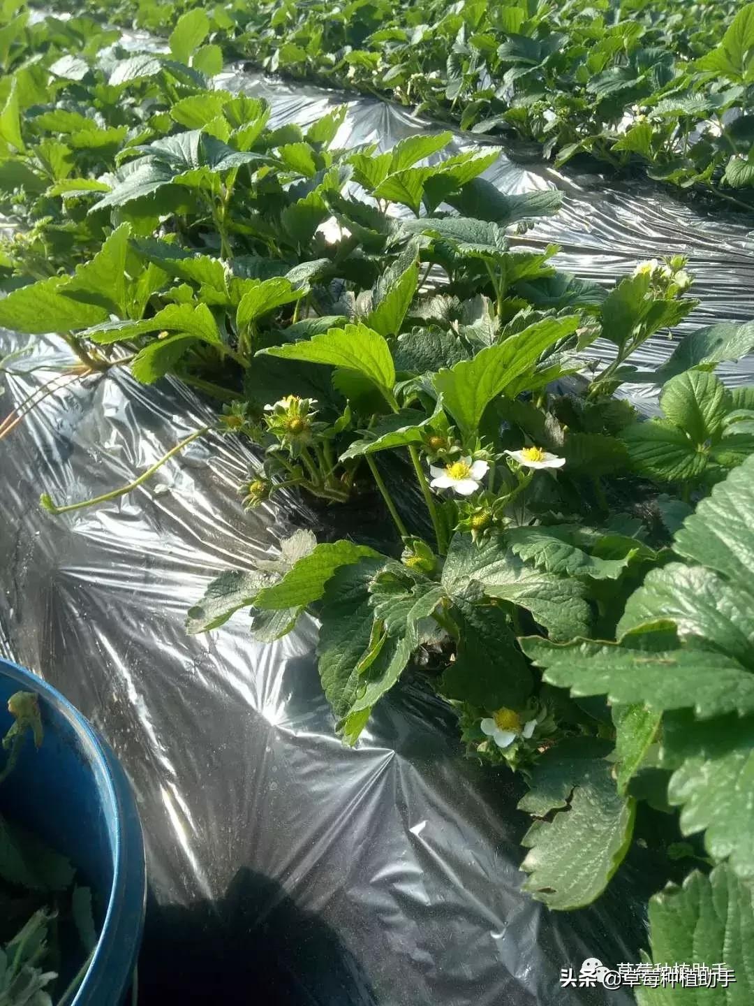 草莓什么时候摘叶最合适,草莓摘叶怎么管理