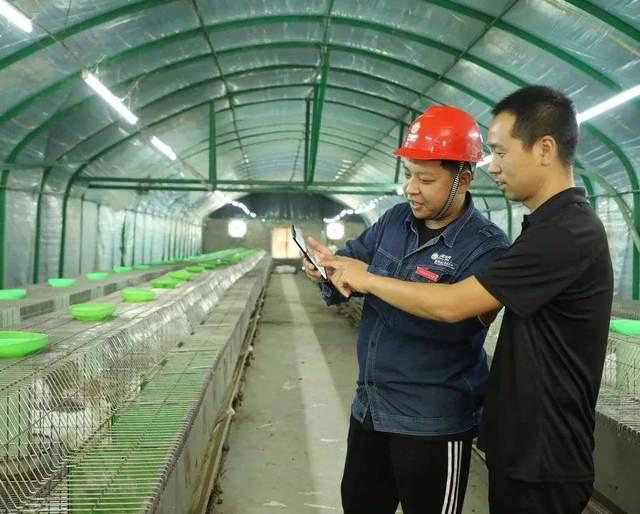 90后回家创业肉兔养殖,00后在农村创业养殖兔业