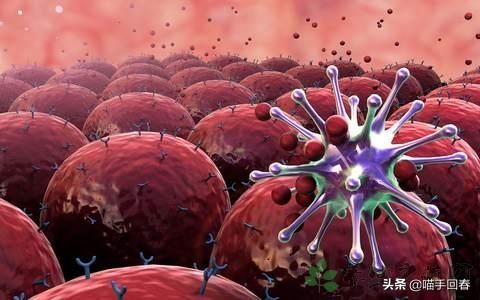 猫口炎就是猫艾滋吗,猫得了猫艾滋治不好怎么办