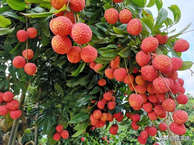 中国荔枝之乡是广西灵山还是广东,广西钦州灵山县是中国荔枝之乡吗