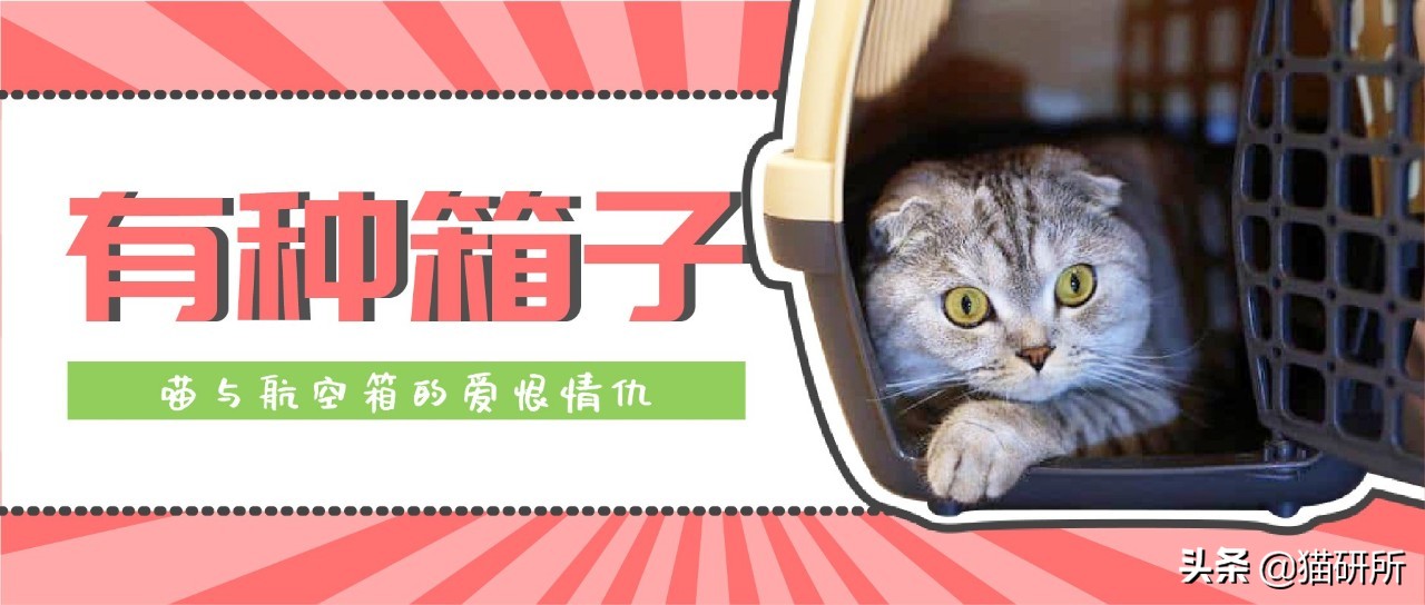 应该如何引导猫咪进航空箱,怎样让猫咪不害怕主人