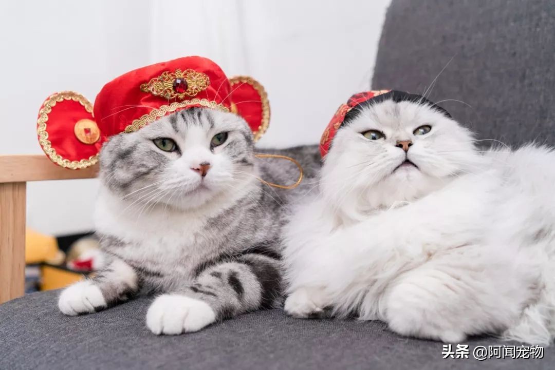 看完猫你还想养吗,养猫咪怎么最省钱也能吃好