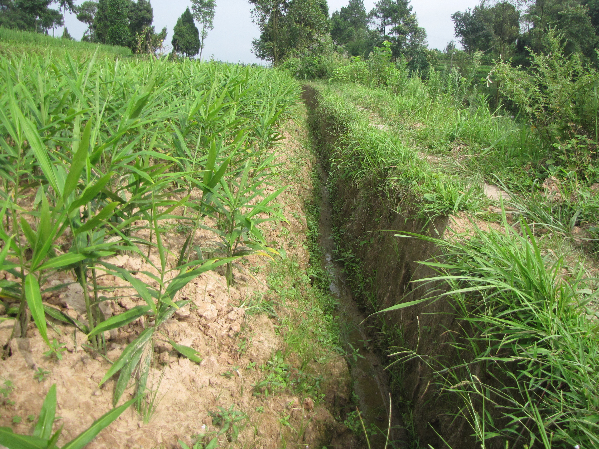 楼顶生姜怎么种植高产,想要生姜种植高产这些技术少不了