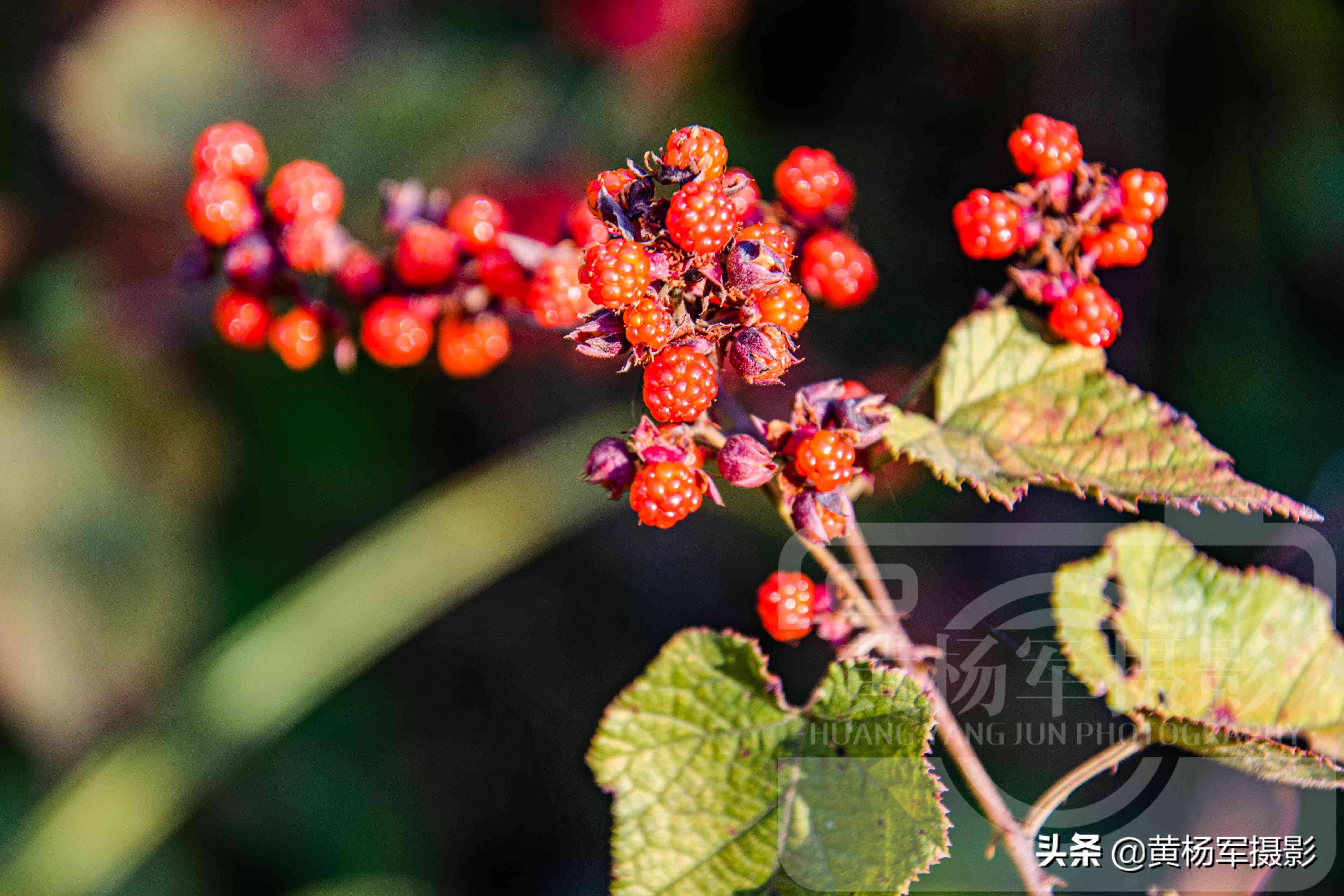 高粱泡黄色野果,高粱泡野果叫什么