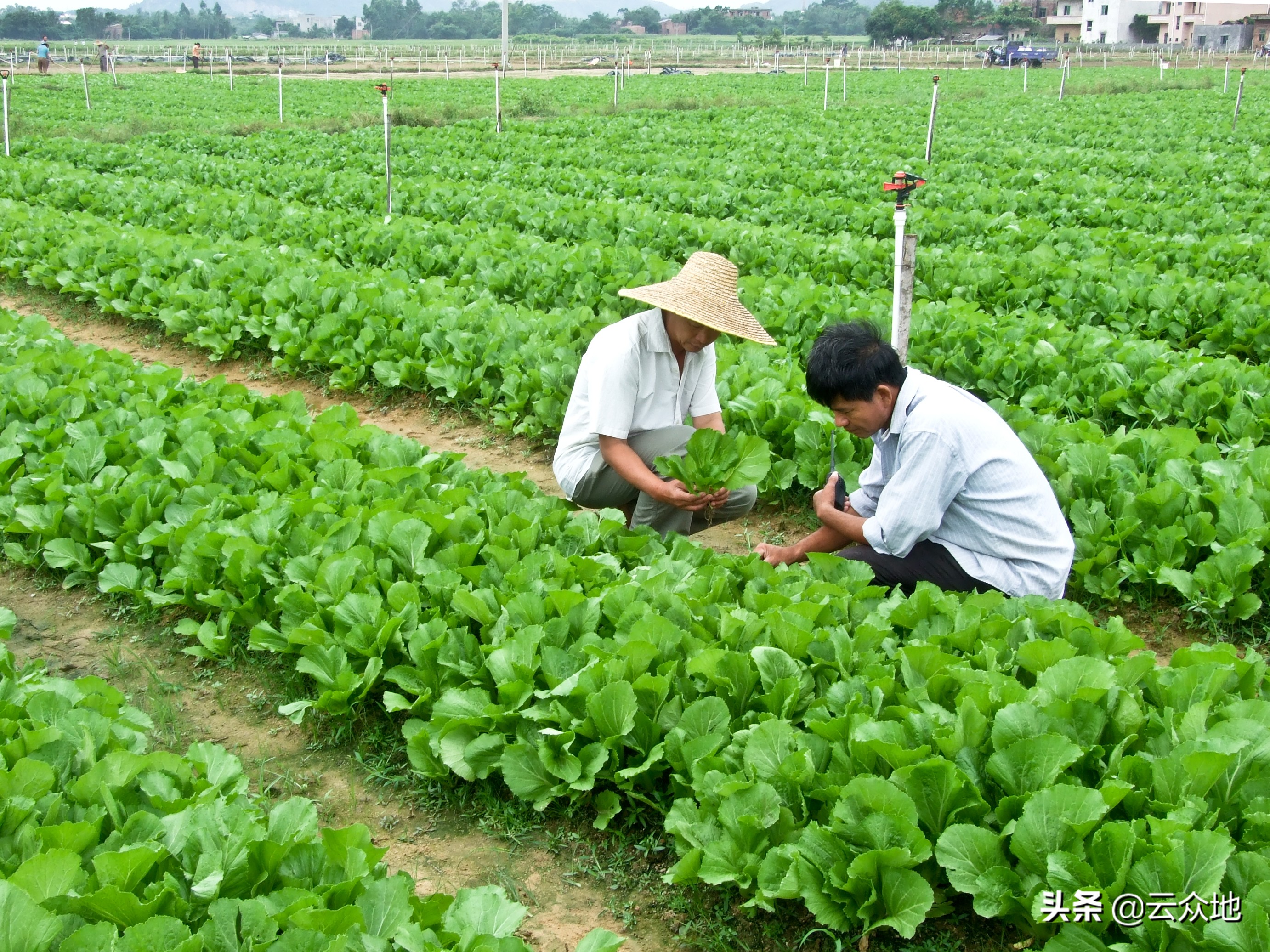 芥菜根腐病如何预防,芥菜虫怎么治疗最好