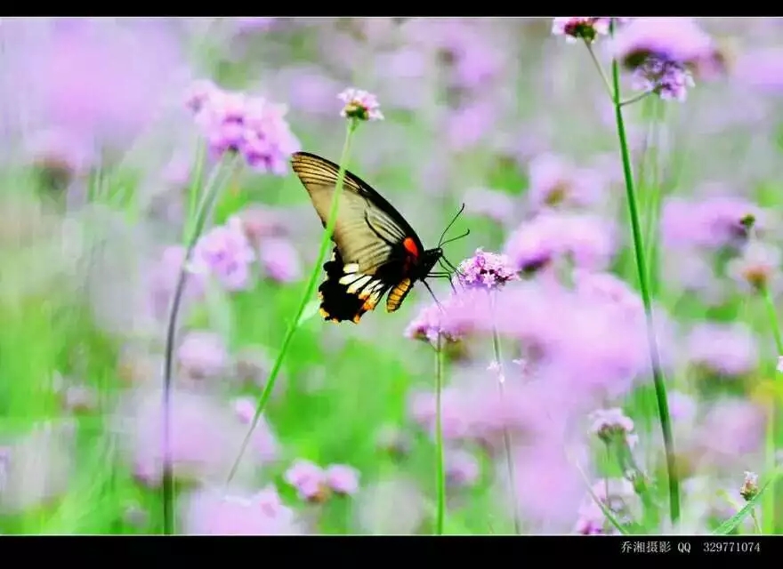 广东江门开平市旅游,江门开平十大旅游景点