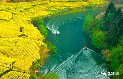 四川过年油菜花风景视频,3月去四川哪里看油菜花