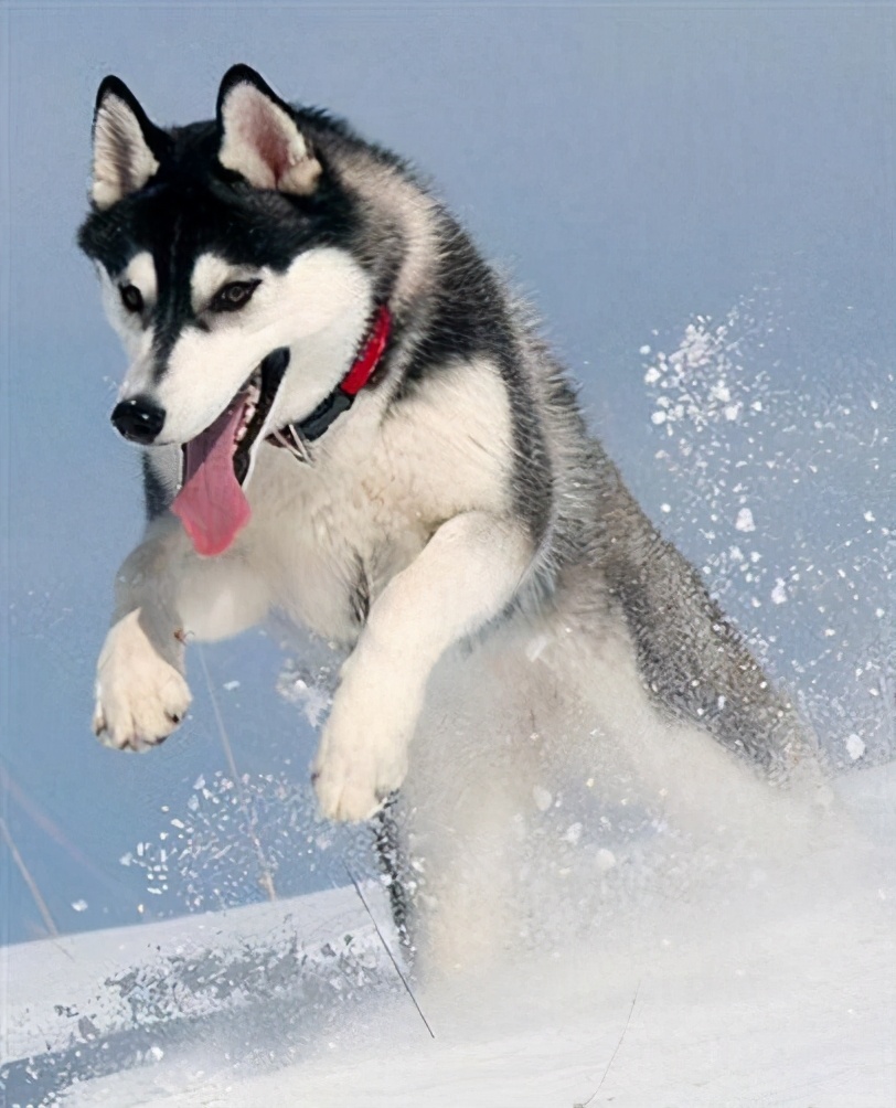 “烧钱”厉害的几种狗狗，你家养了吗？