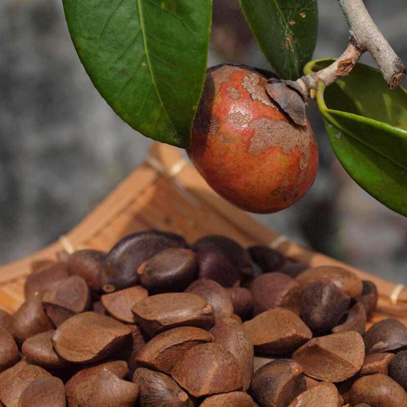 胃溃疡吃什么调理最好,胃溃疡能吃植物油吗