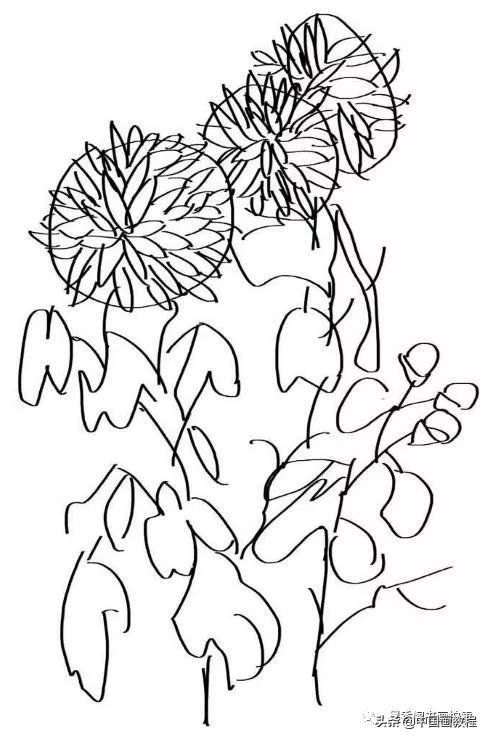 菊花花头花苞画法,菊花花头的画法步骤图片