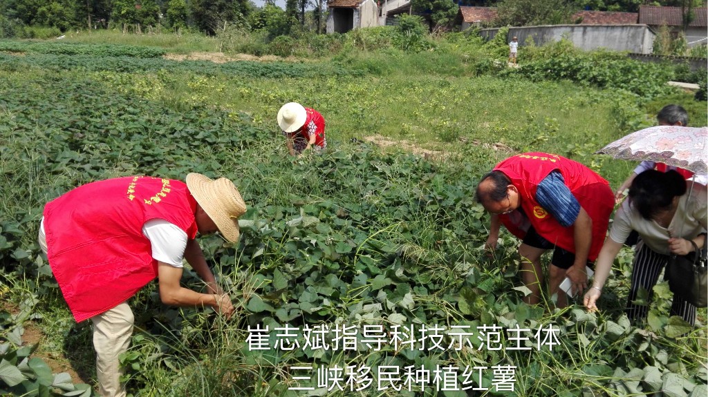 桃花江镇崔志斌获得“互联网+农技推广服务之星”称号