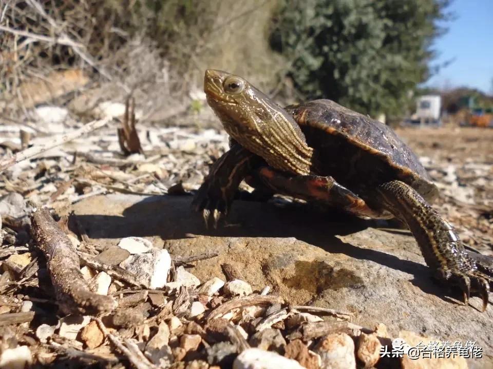 黄缘龟背甲可以抹油吗,龟背甲护理