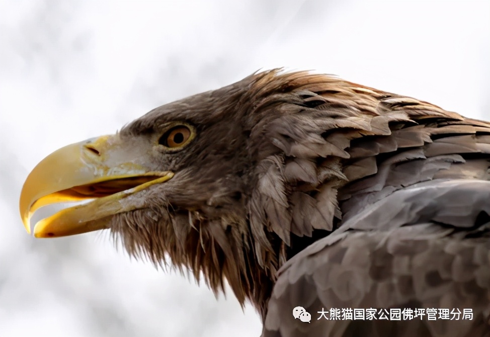 佛坪都有什么野生动物,周至佛坪野生动物