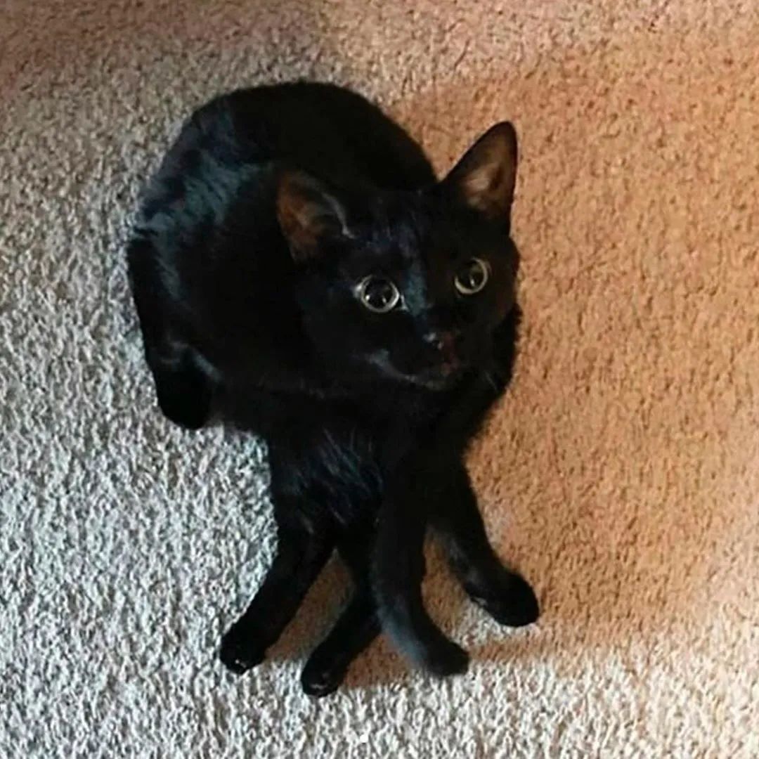 猫是一种液体吗看完长知识了,猫是液体猫咪吗