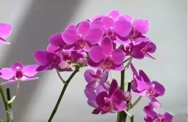 极品中的精品兰花,带你回忆天价兰花蕙兰篇