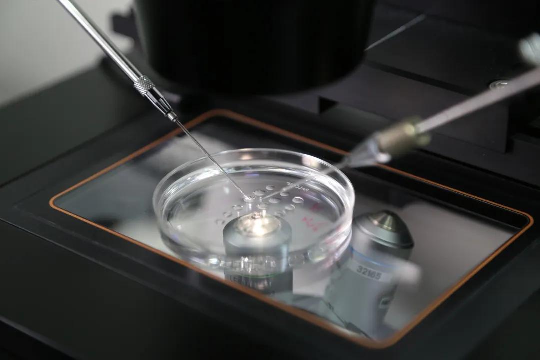 试管婴儿胚胎移植一次成功的几率,试管婴儿移植失败胚胎去哪里了