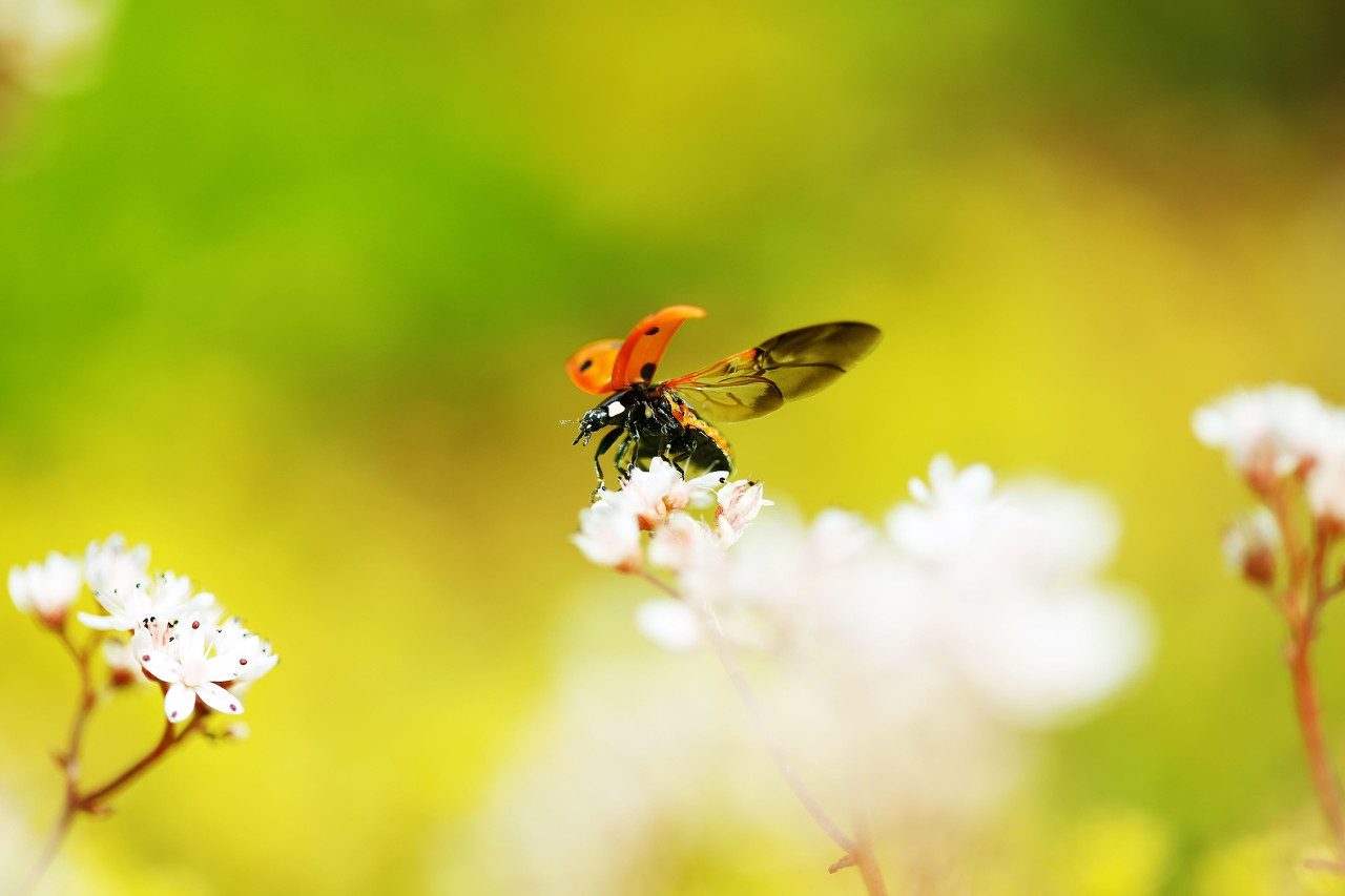 飞花令,飞花令柳字古诗