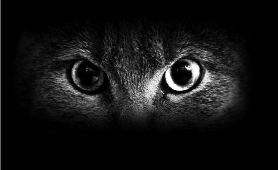 如何看出猫是否觉得你重要,对猫说话的重要性