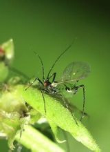 利用瓢虫防治蚜虫的生物防治方法,玉米蚜虫的防治时间及防治方法