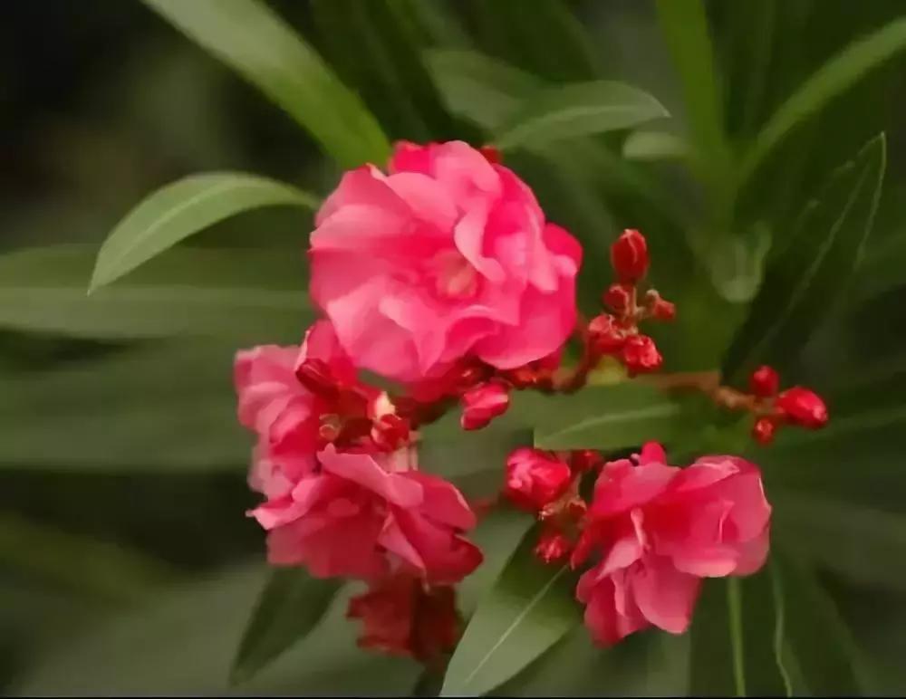 一次性摘各种各样的水果,一次性种很多草莓会怎么样