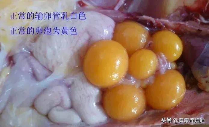 家禽与家禽解剖的不同点,家禽疾病诊断及解剖步骤