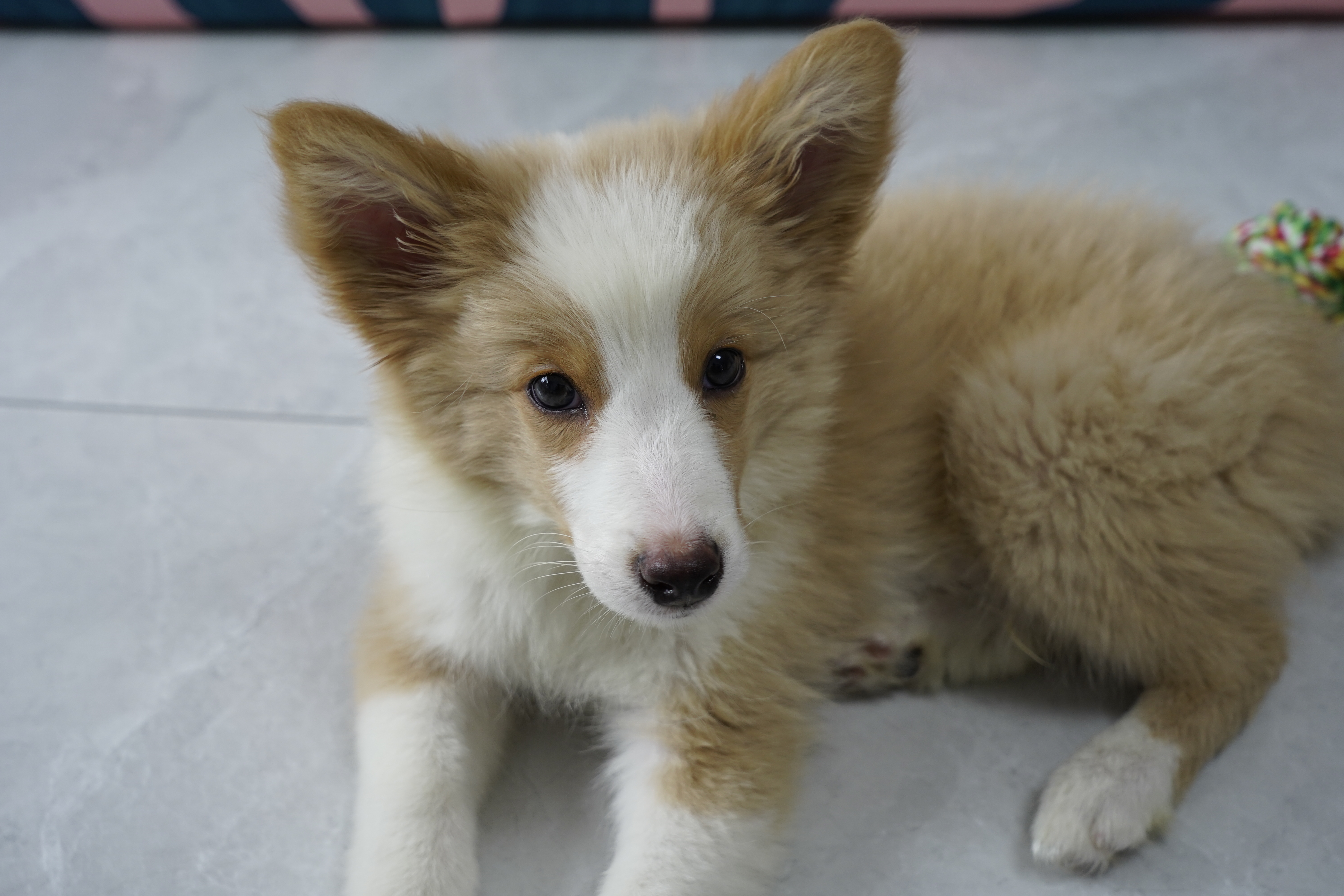 有被宠物狗咬了得狂犬病的案例吗,被狗咬伤狂犬病发作能治好吗