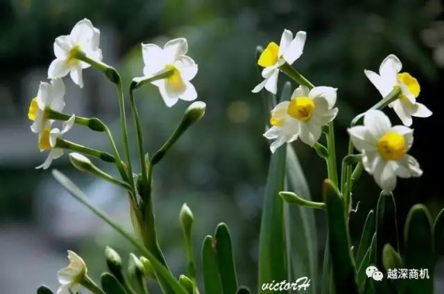 中国各大城市市花介绍,全国56市市花太美了的视频